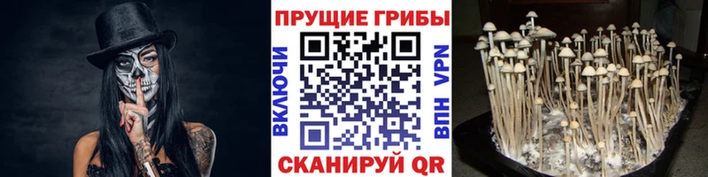 дарнет шоп  Дубна  Галлюциногенные грибы GOLDEN TEACHER 