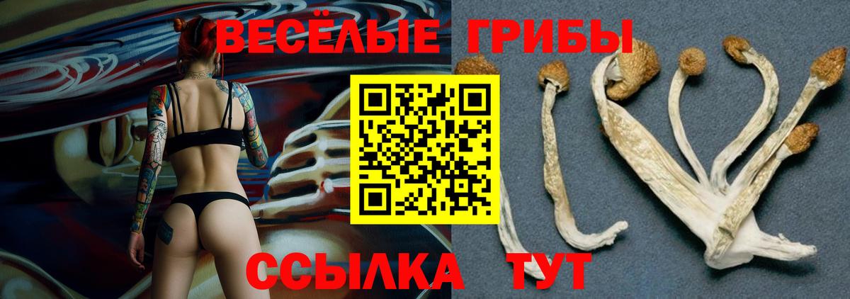 Псилоцибиновые грибы Cubensis Дубна